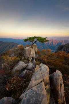 View from Daedunsan mountain with pine tree, South Korea, taken Stock Photos