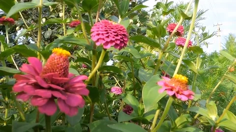 View of dahlia flowers Stock Footage 236441820