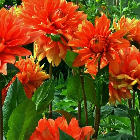 View of dahlia flowers Stock Footage 236531864