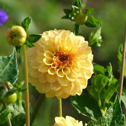 View of dahlia flowers Stock Footage 236531897