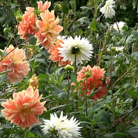 View of dahlia flowers Stock Footage 236532029