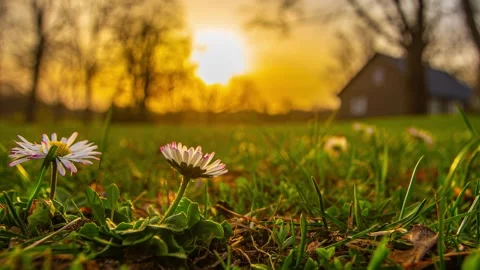 View of daisies in a field at sunset in Latvia. Video stock 340638177