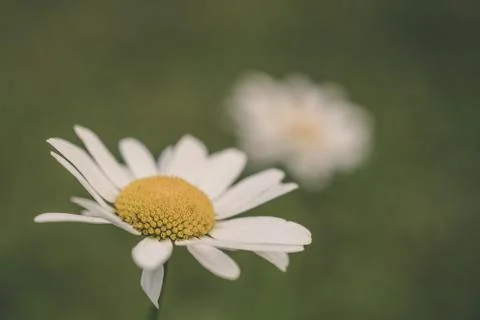View of Daisy Flower Stock Photos