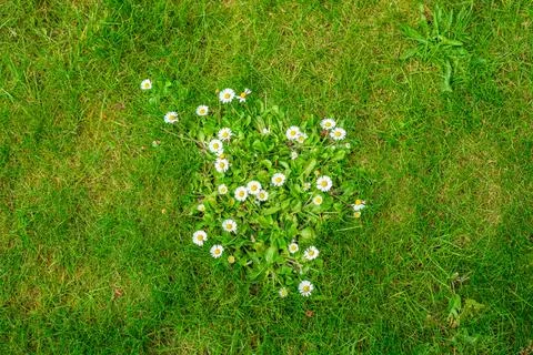 View of Daisy flowers during spring Foto stock