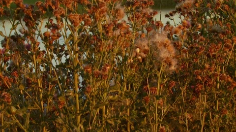 View of dandelion in field Stock Footage 55333462