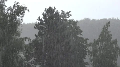 View of dangerous heavy rainfall on forest fir tree torrential storm rain fall Stock Footage 81966224