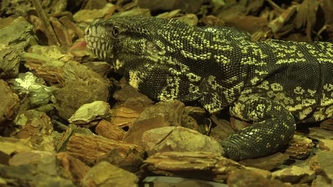View of dangerous snake get out the tongue iguana reptile in wildlife habitat Stock Footage 81969765