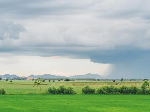 View of Dark clouds and Pouring rain over the paddy fields. Stock Photos