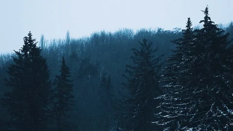 A view on dark evening forest with tall spruces covered with snow Stock Footage 113073452