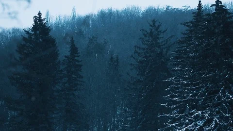 A view on dark evening forest with tall spruces covered with snow. Stock Footage 115353992