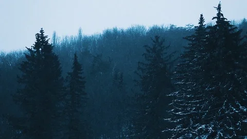 A view on dark evening forest with tall spruces covered with snow Stock Footage 115354145