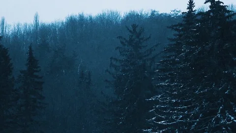 A view on dark evening forest with tall spruces covered with snow Stock Footage 115646684
