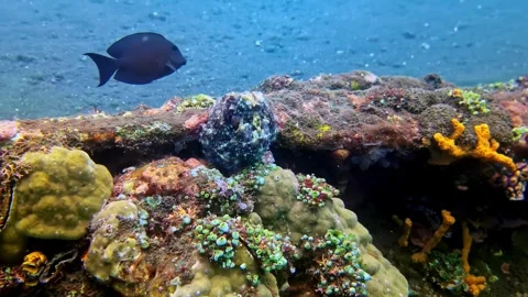 View of a dark fish swimming over a coral reef in Bali, Indonesia. Stock-Footage 340638148