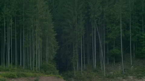 View on a dark forest. Coniferous trees. Natural background. Peaceful environmen Stock Footage 247918326