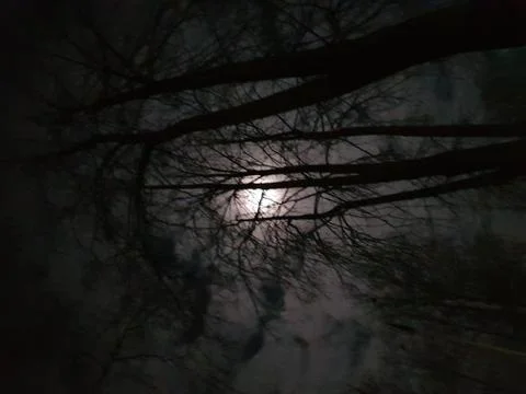 View in dark forest Stock Photos