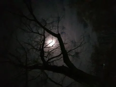 View in dark forest Stock Photos