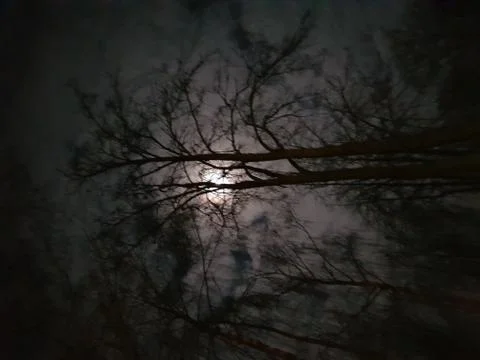 View in dark forest Stock Photos