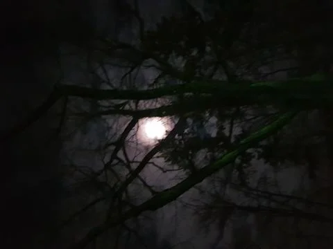 View in dark forest Stock Photos