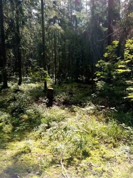 View of a dark forest Stock-Fotos