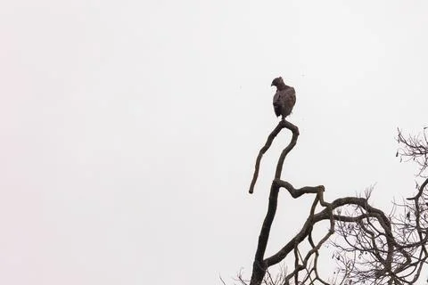 View of a dark morph changeable hawk-eagle in nature Фото