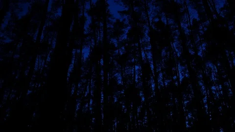 View of the dark sky through a pine forest at night Stock Footage 75430261