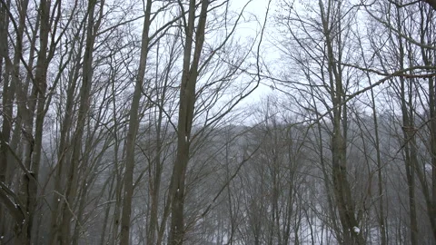 View of Dark Snowy Forrest in Winter with Road Crossing it Stock Footage 148491451
