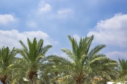 View of date palm trees against tropical sky. Looking up at the tops of palm  Stock Photos