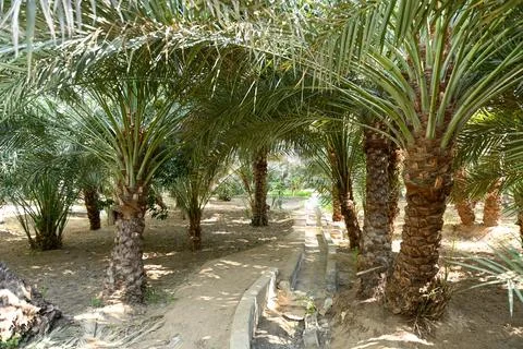 View of Date Palm trees in Al Ain Stock Photos