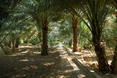 View of Date Palm trees in Al Ain Stock Photos