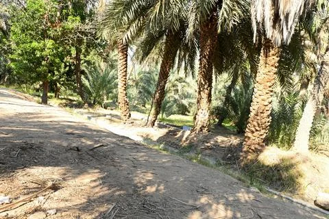 View of Date Palm trees in Al Ain Stock Photos