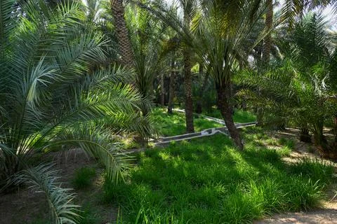 View of Date Palm trees in Al Ain Stock Photos