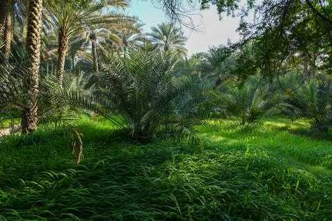 View of Date Palm trees in Al Ain Stock Photos