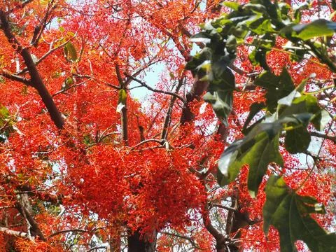 View of Dazzling Orange flora of typical Australian Illawarra Flame Tree Stock Photos