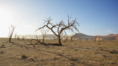 View of dead acacia trees in Sossusvlei desert, Namibia. Video stock 339917602