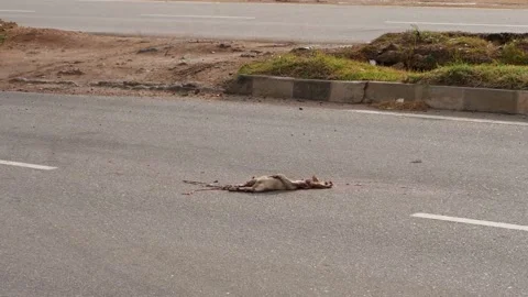View of dead body of dog lying on road Stock-Footage 156971683