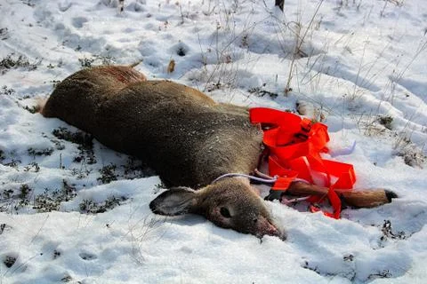 View of a dead deer that has been pulled out of the bush Stock Photos