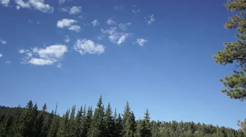 View of a dead deer by the side of a wilderness road Stock Footage 55388480