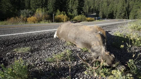 View of a dead deer by the side of a wilderness road Stock Footage 55388795