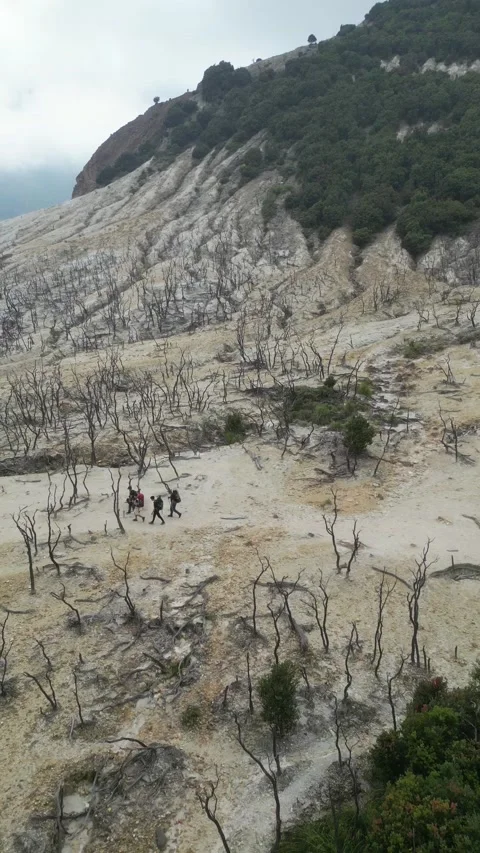 The view of the dead forest on the mountain 動画素材 237555995