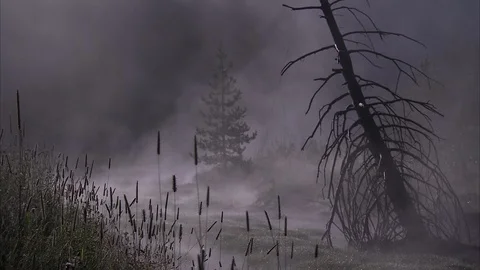 View of dead pine tree, with living one in background, partially veiled by fog. Stock Footage 86755468