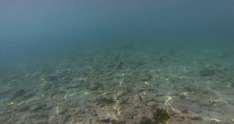 A view of a dead reef near the coast of the United States Virgin Islands Video stock 42806468