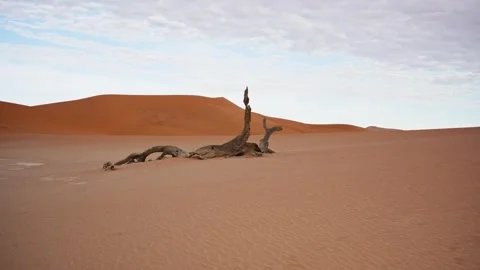 View of a dead tree in Sossusvlei, Namibia. 스톡 동영상 339917658