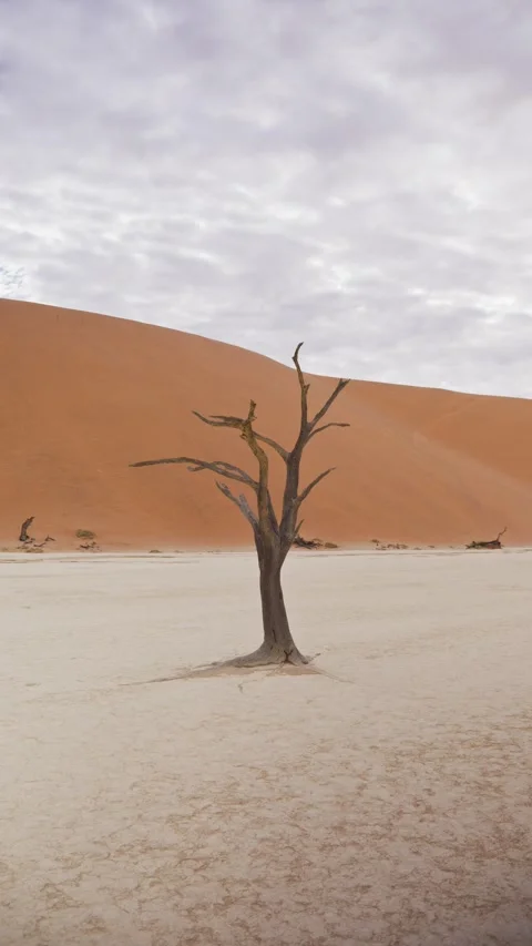 View of a dead tree in Sossusvlei, Namibia. Stock Footage 339917702