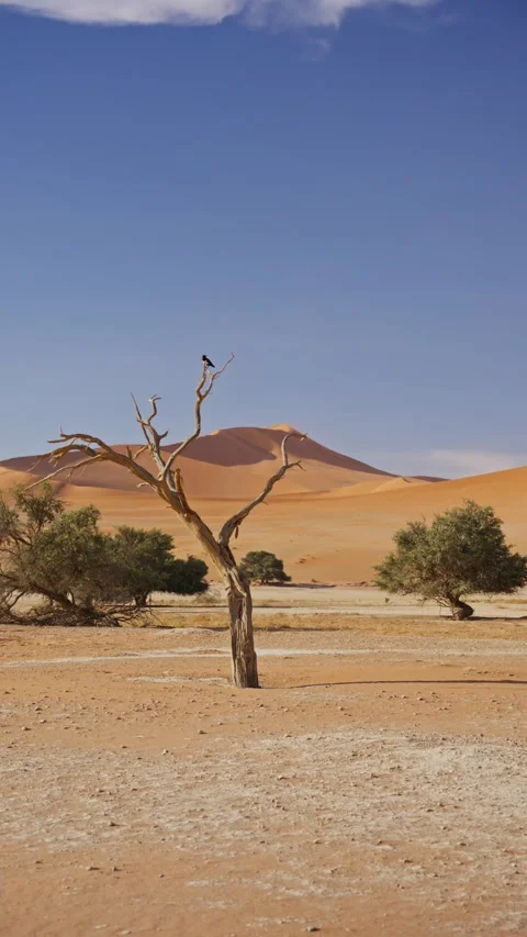 View of a dead tree in Sossusvlei, Namibia. Stock Footage 339917723
