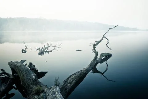 View of a dead tree in the water Stock Photos