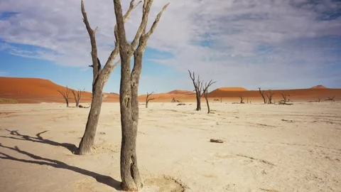View of dead trees in Sossusvlei, Namibia. Vídeo Stock 339917741