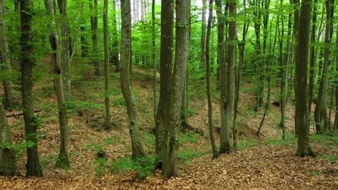 View of deciduous epic forest in summer near to Sofia city 動画素材 287119849