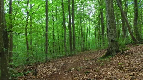 View of deciduous epic forest in summer near to Sofia city Stock Footage 287120274