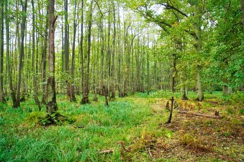 View into a deciduous forest with grass-covered forest floor. From a natur... Stock-Fotos