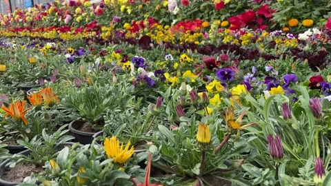 View of a decorative plant in nursery Stock Footage 171919309